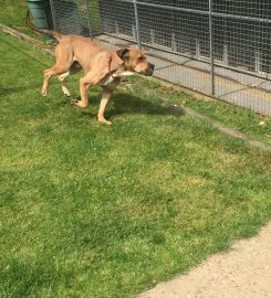 Country House Kennels