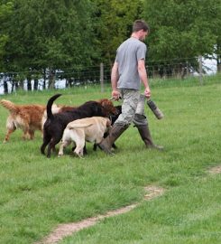 Fallowfen Training Kennels