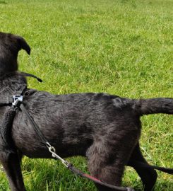 Babbington Hall Kennels