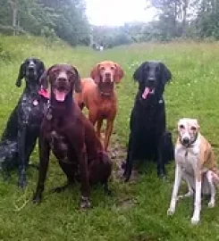 Hound & Horse Dog Walking and Pet Care