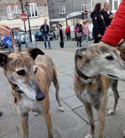 Daybreaks Trust Greyhound Rescue and Rehoming Charity