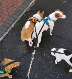 Gordon’s Dog Walking Service