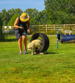 Imber Court Dog Training