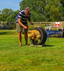 Imber Court Dog Training