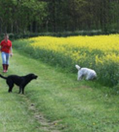 Belvoir Boarding Kennels