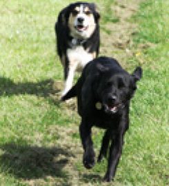 Belvoir Boarding Kennels