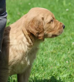 Fallowfen Training Kennels