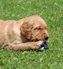 Fallowfen Training Kennels