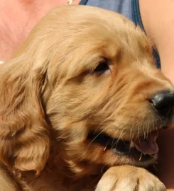 Fallowfen Training Kennels