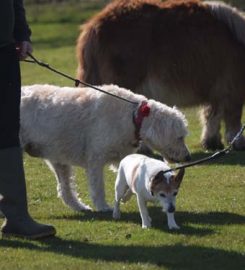 Five Oaks Cattery & Kennels