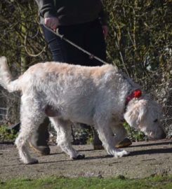 Five Oaks Cattery & Kennels