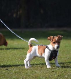 Five Oaks Cattery & Kennels