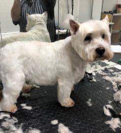 The Clip Joint Dog and Cat Grooming Centre