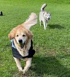 Good Dogs Daycare