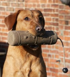 Fallowfen Training Kennels