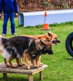 Imber Court Dog Training