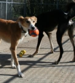 Baskervilles Boarding Kennels