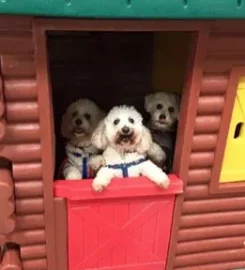 Wags Doggy Day Care