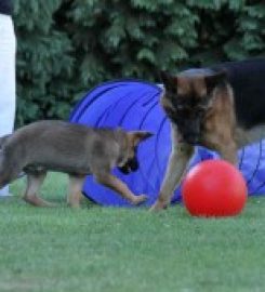 Highcroft Kennels and Cattery