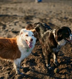 5 Star Boarding Kennels and Cattery