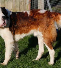 Lodge Farm Boarding Kennels