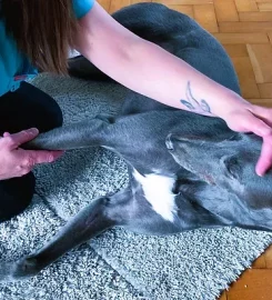 Cardiff Canine Massage