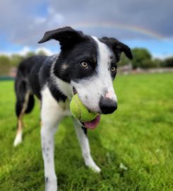 Hylton Hound Hotel Kennels