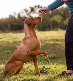 No More Kennels Dog Resort