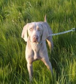 5 Star Boarding Kennels and Cattery