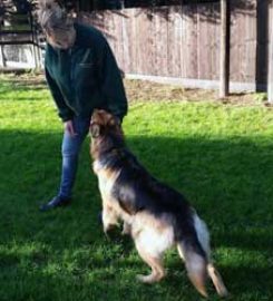 Chalet Kennels and Cattery