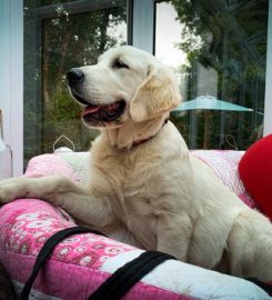 Perfect Paws dog boarding