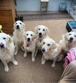 Perfect Paws dog boarding