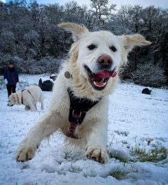 Perfect Paws dog boarding