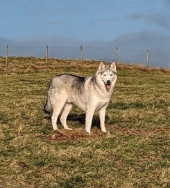 Dodside Dogruns