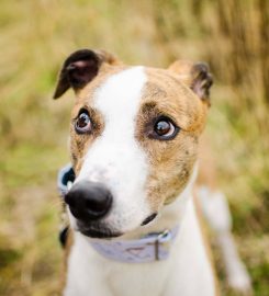 Woofington Grammar School for Dogs