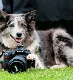 ICpaws and pawsforaphoto