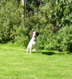 Wynhol Farm Kennels