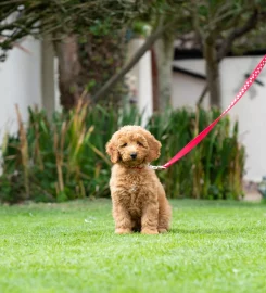 Bruce's Doggy Day Care Cobham