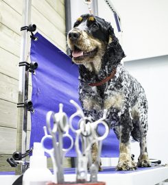 Bark & Bath Dog Grooming