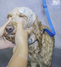 Bark & Bath Dog Grooming