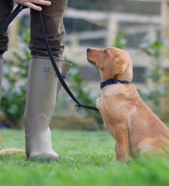 Breckspride Gundogs