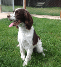 White Lodge Boarding Kennels