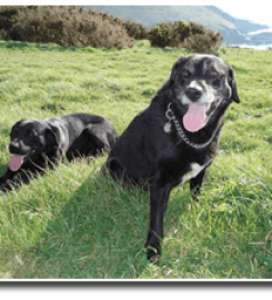 Gentian Hill Boarding Kennels