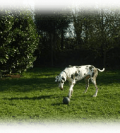 White Lodge Boarding Kennels