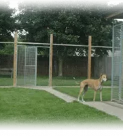 White Lodge Boarding Kennels