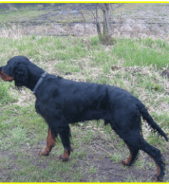 Meresands Kennels & Cattery