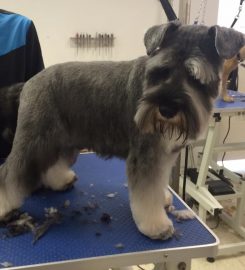 POOCHIES DOG GROOMING