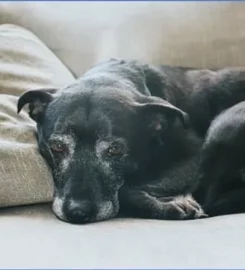 Cardiff Canine Massage