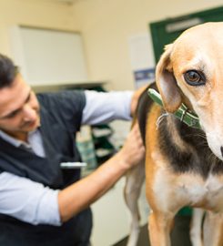 Blackheath Veterinary Surgery