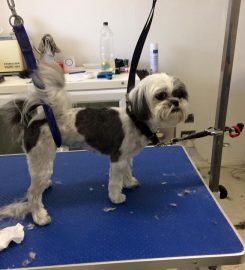 POOCHIES DOG GROOMING